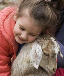 Petting Zoo Goat